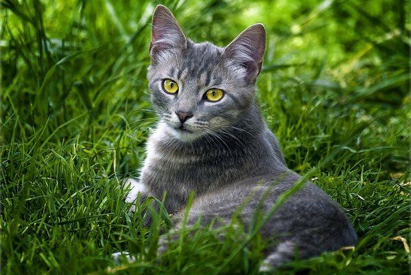 Gato de ojos amarillos en la hierba verde