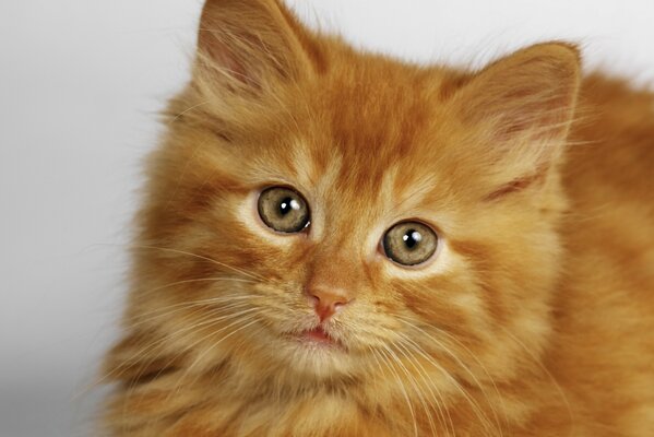 Mignon Rousse moelleux chaton