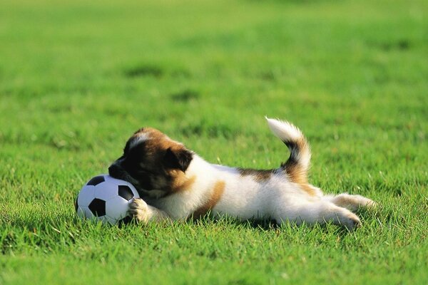 Perro de pelota de fútbol semi