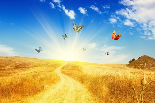 Butterflies fly over a yellow field