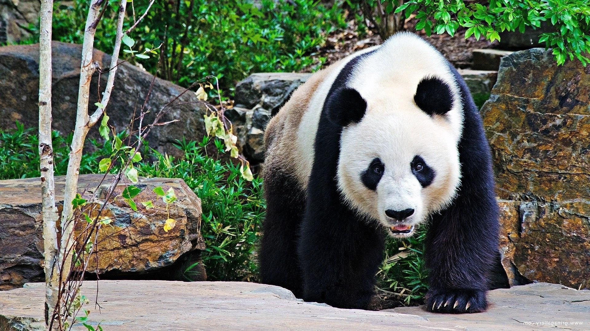 herbívoros natureza jardim zoológico mamífero selvagem vida selvagem animal madeira ao ar livre grama parque árvore verão