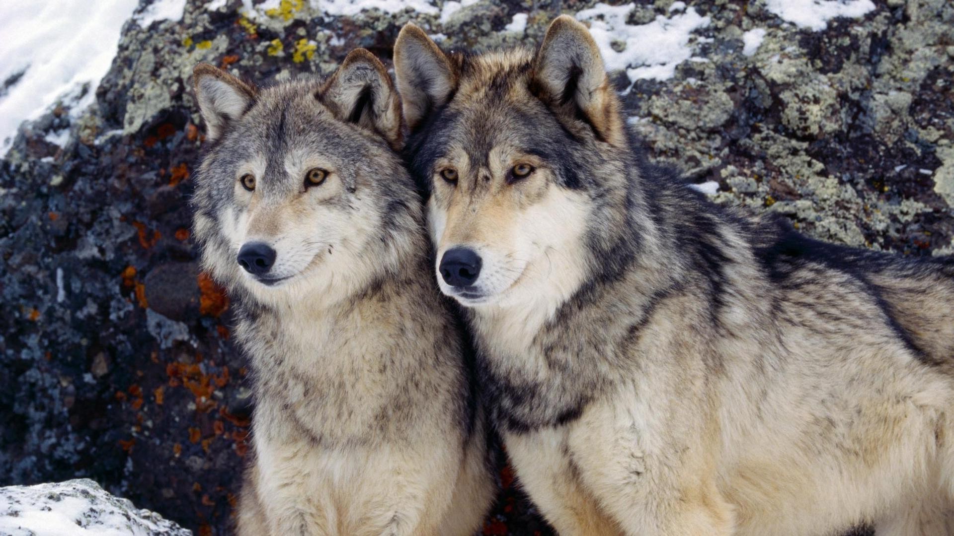 animaux mammifère loup animal sauvage nature faune cynologue givré chien prédateur neige portrait gris