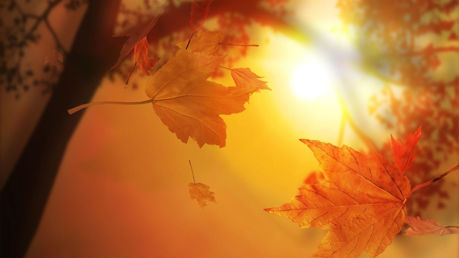 leaves fall leaf maple nature color blur tree sun light flower abstract outdoors bright flora beautiful desktop art