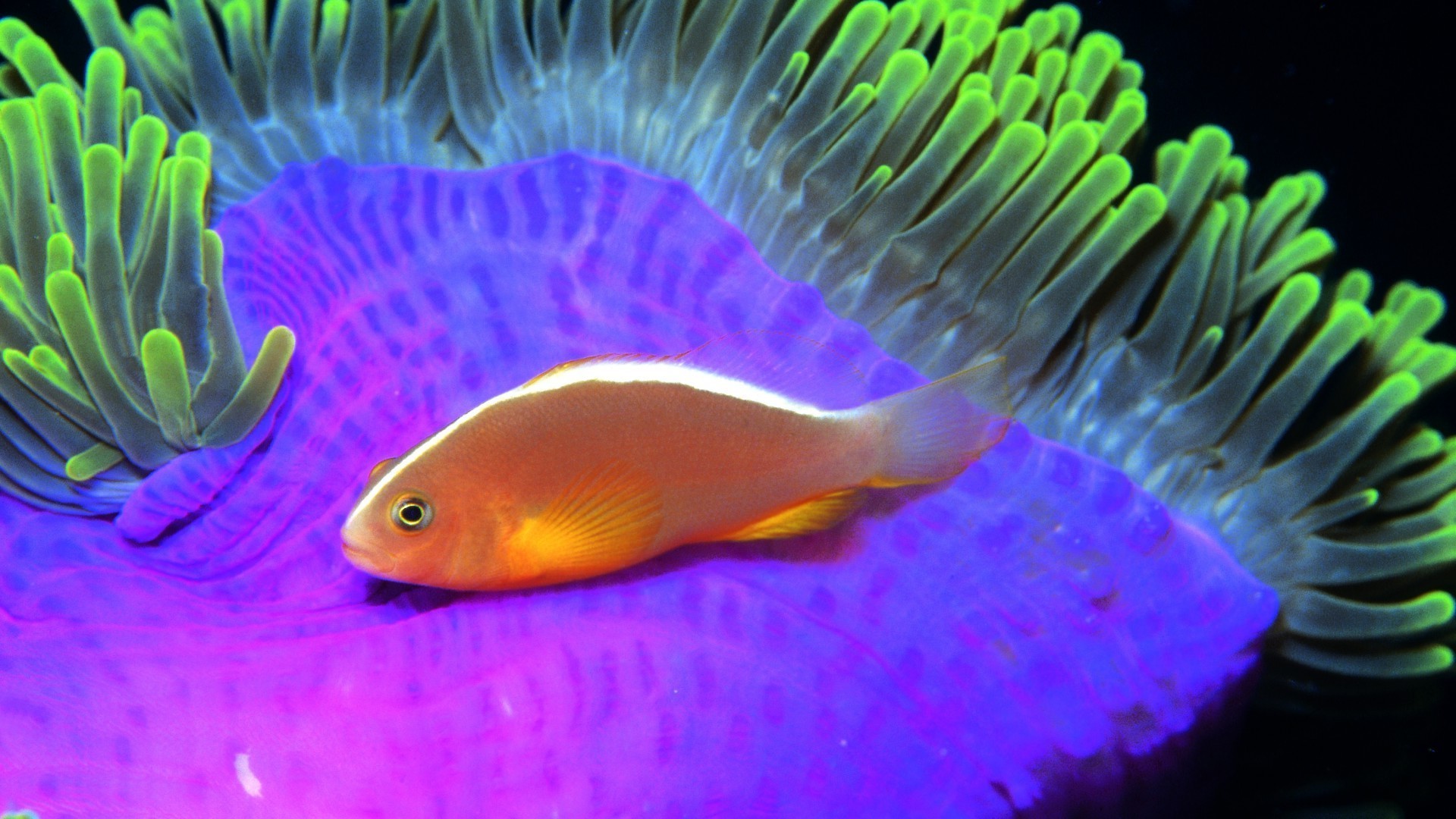 animais debaixo d água peixes aquário oceano coral recife invertebrados mar água natação tropical água vida selvagem biologia mergulho fuzileiro naval anêmona animal tanque