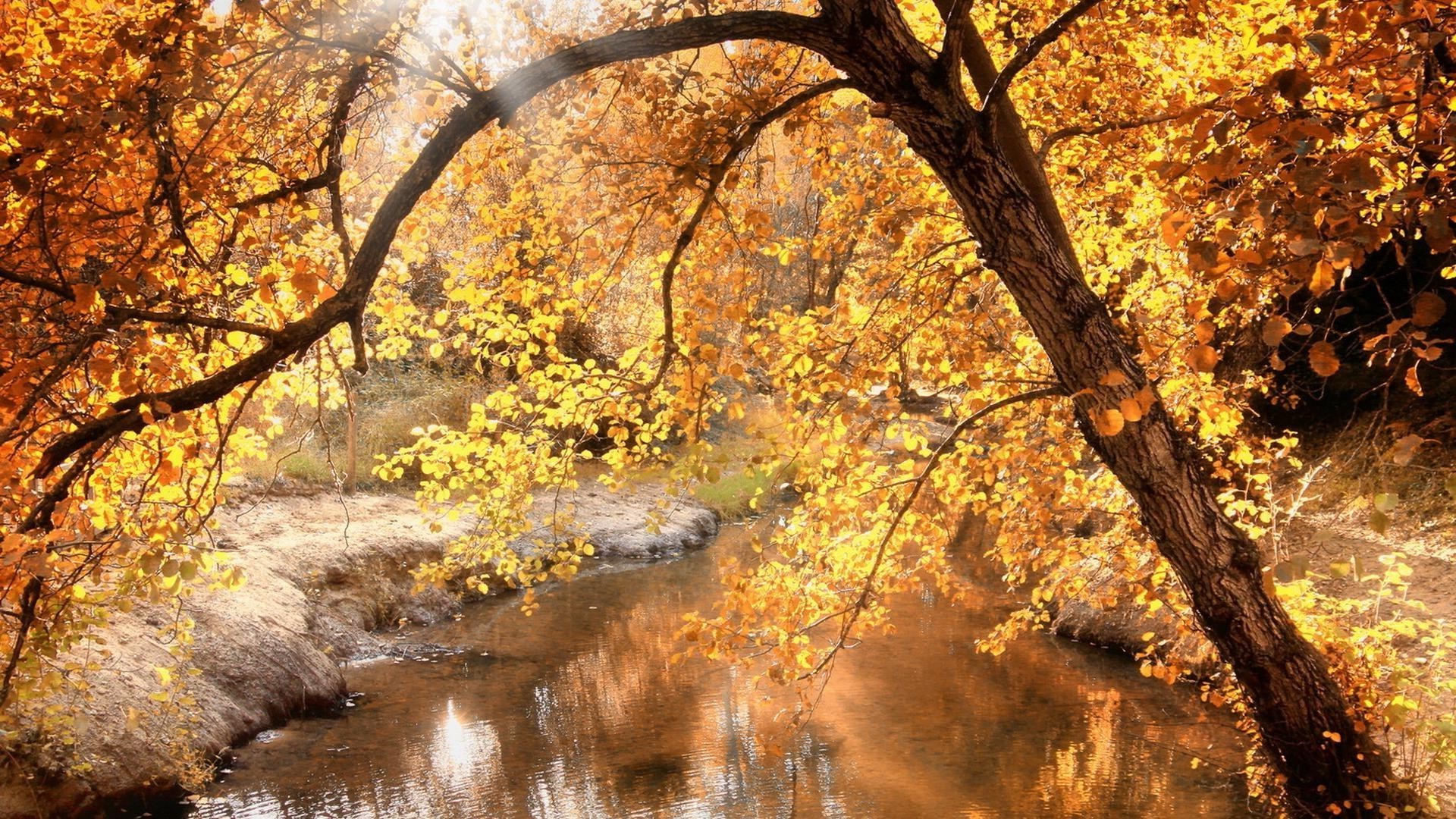 rivières étangs et ruisseaux étangs et ruisseaux automne arbre feuille paysage nature saison parc bois branche or à l extérieur érable scénique environnement paysages beau temps aube