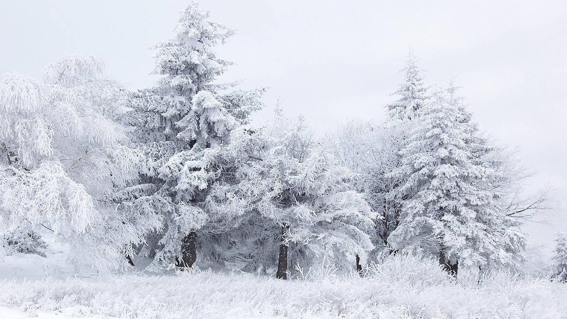 hiver neige gel froid congelé bois glace saison bois météo paysage pin neige-blanc glacial givré sapin tempête de neige neigeux