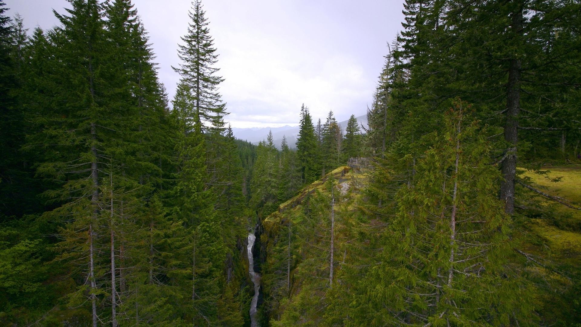 alberi natura legno conifere all aperto paesaggio albero selvaggio estate evergreen viaggi cielo bel tempo foglia montagna scenic parco trekking autunno