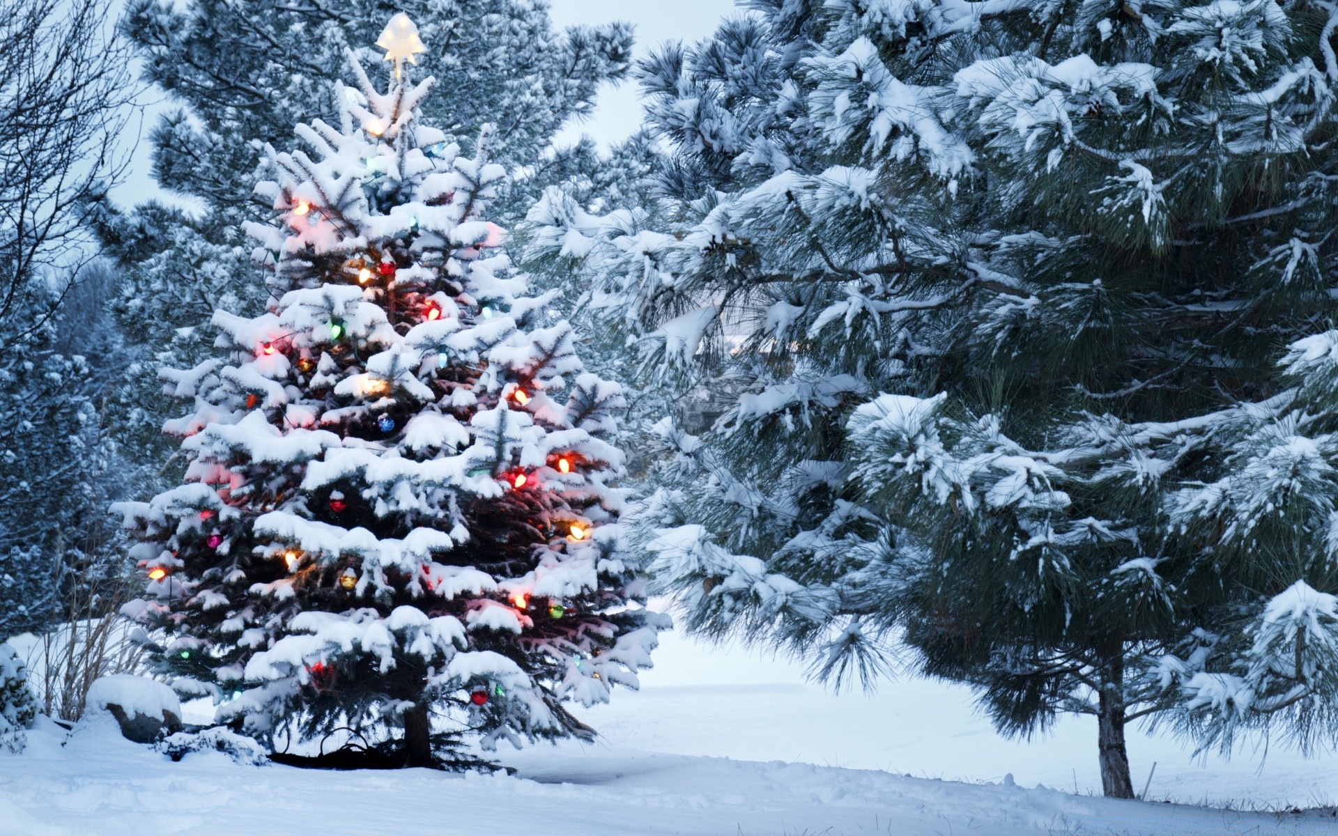 natale inverno neve gelo pino abete freddo albero stagione evergreen abete rosso congelato ghiaccio conifere legno conifere fiocco di neve meteo gelido