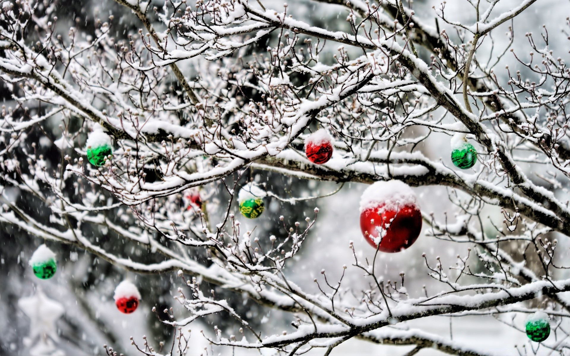 natale inverno gelo neve albero stagione ramo freddo natura congelato desktop