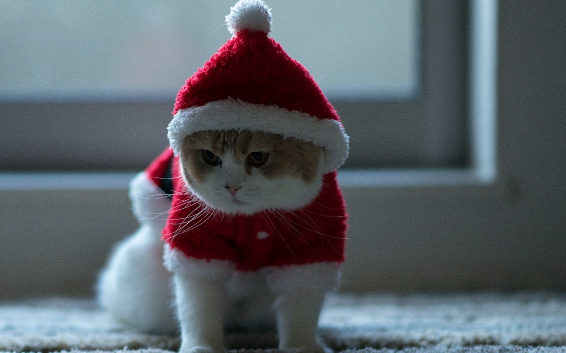 natale inverno neve freddo copertura gelo bambino giocattolo