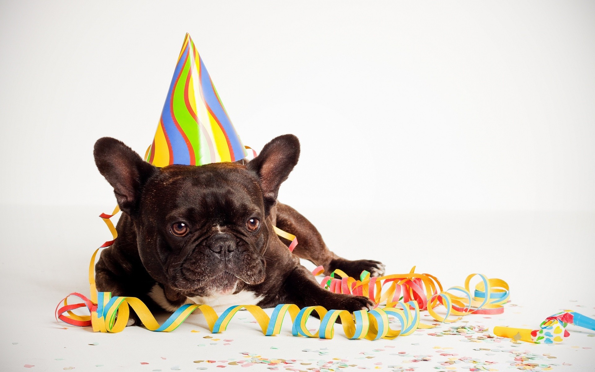 cumpleaños divertido lindo perro pequeño mascota diversión juguete perro animal escritorio