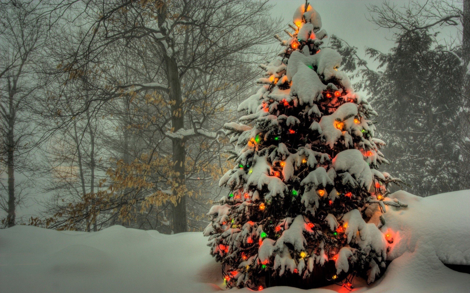 natale inverno neve albero gelo freddo tempo congelato ghiaccio legno ramo all aperto stagione paesaggio luce del giorno autunno cumulo di neve gelido