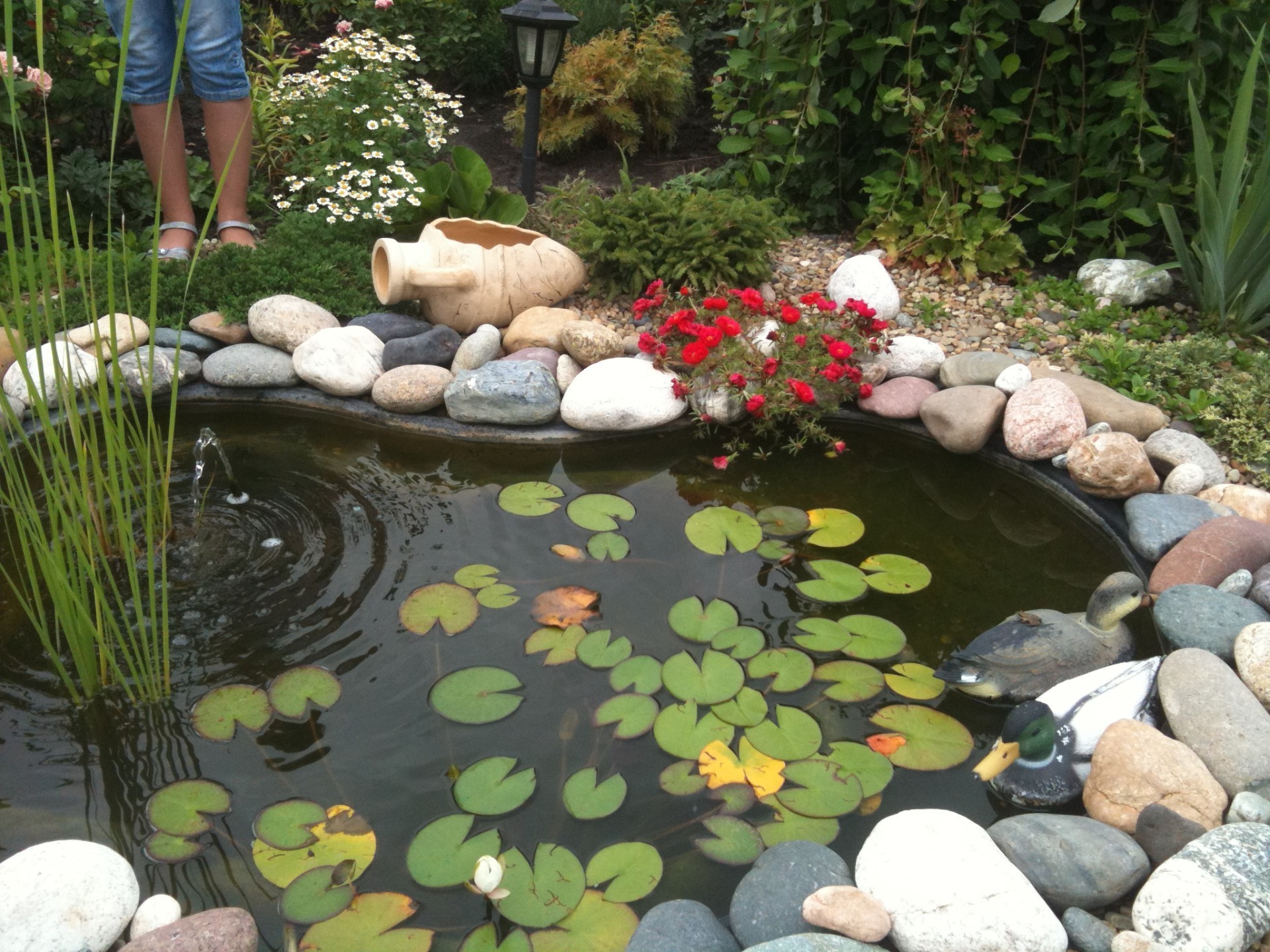 rivers ponds and streams garden flower water pool outdoors nature leaf grass park
