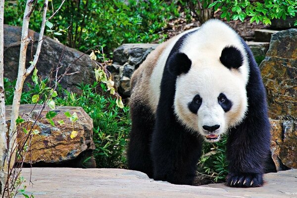 Nature zoo. Pandas