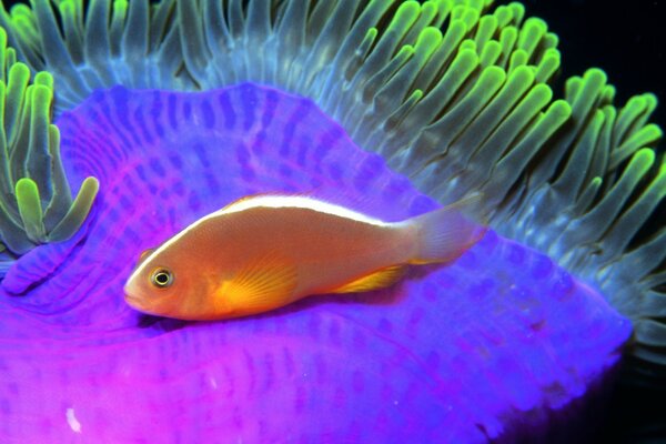 Peces de colores en el mundo submarino