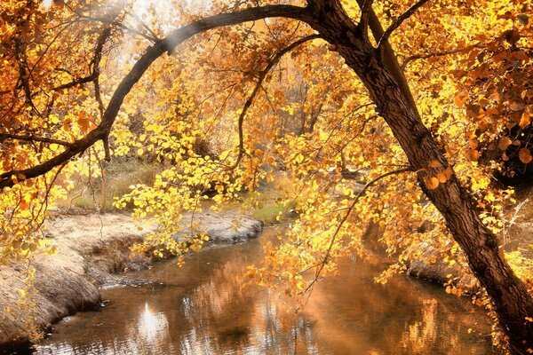 Shallow river and autumn forest