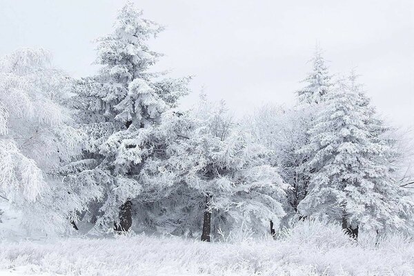 L inverno gelido e innevato è venuto da noi