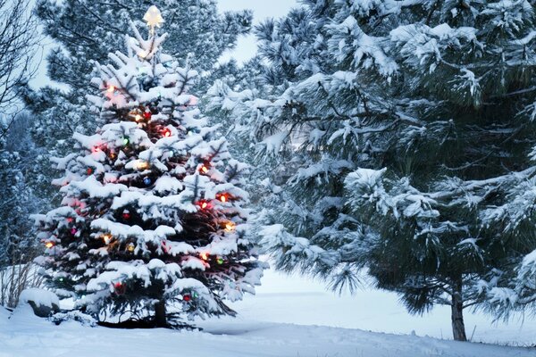 Pino de Navidad en un claro cubierto de nieve