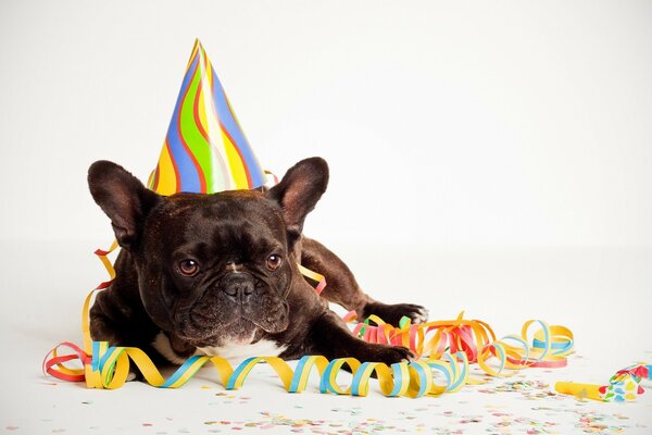 Divertido perrito lindo en vacaciones