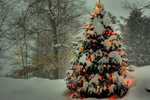 Albero di Natale fuori