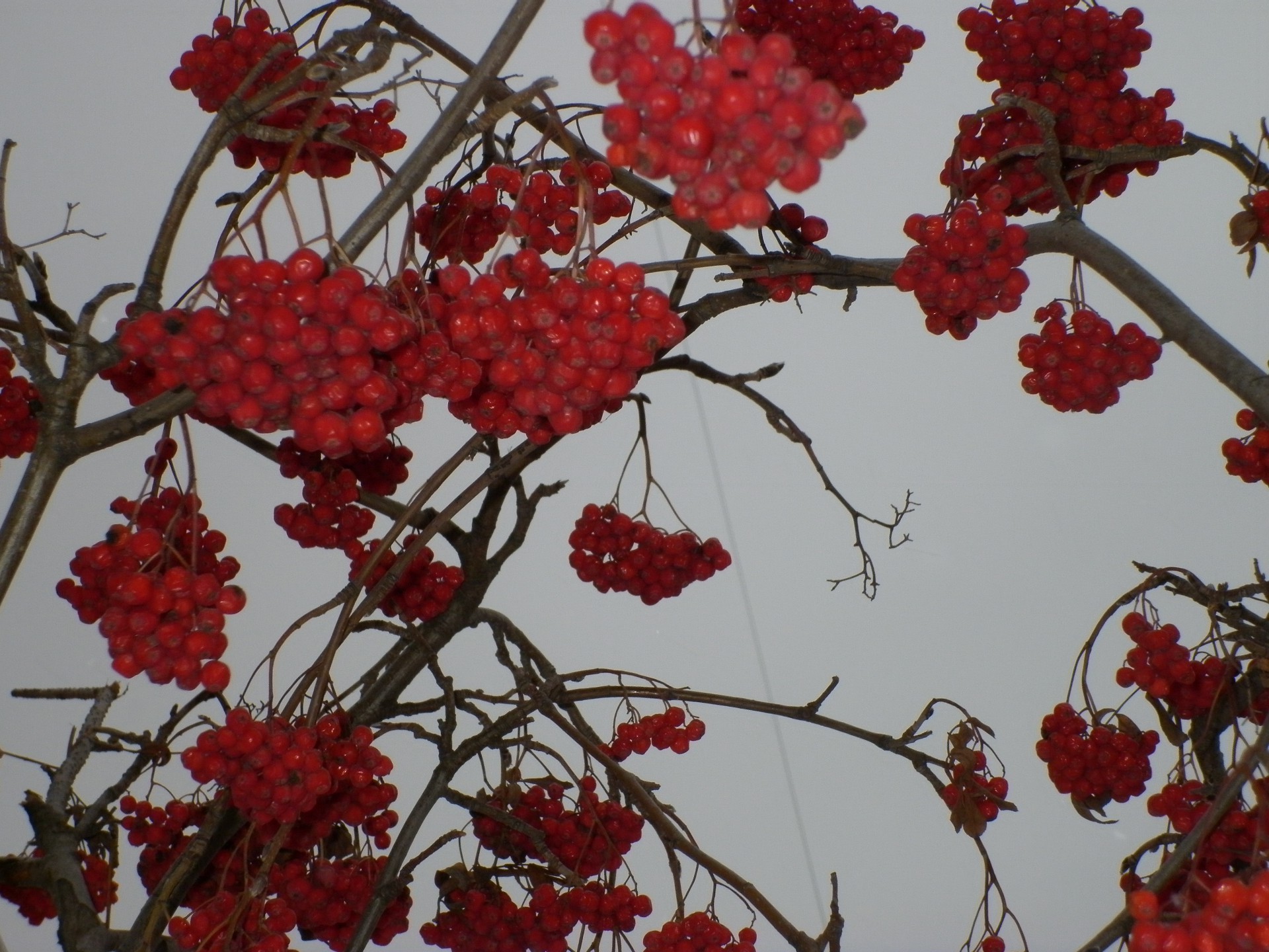 trees rowan rowanberry branch ash nature tree shrub leaf season berry flora color hawthorn wild winter flower fall bright fruit