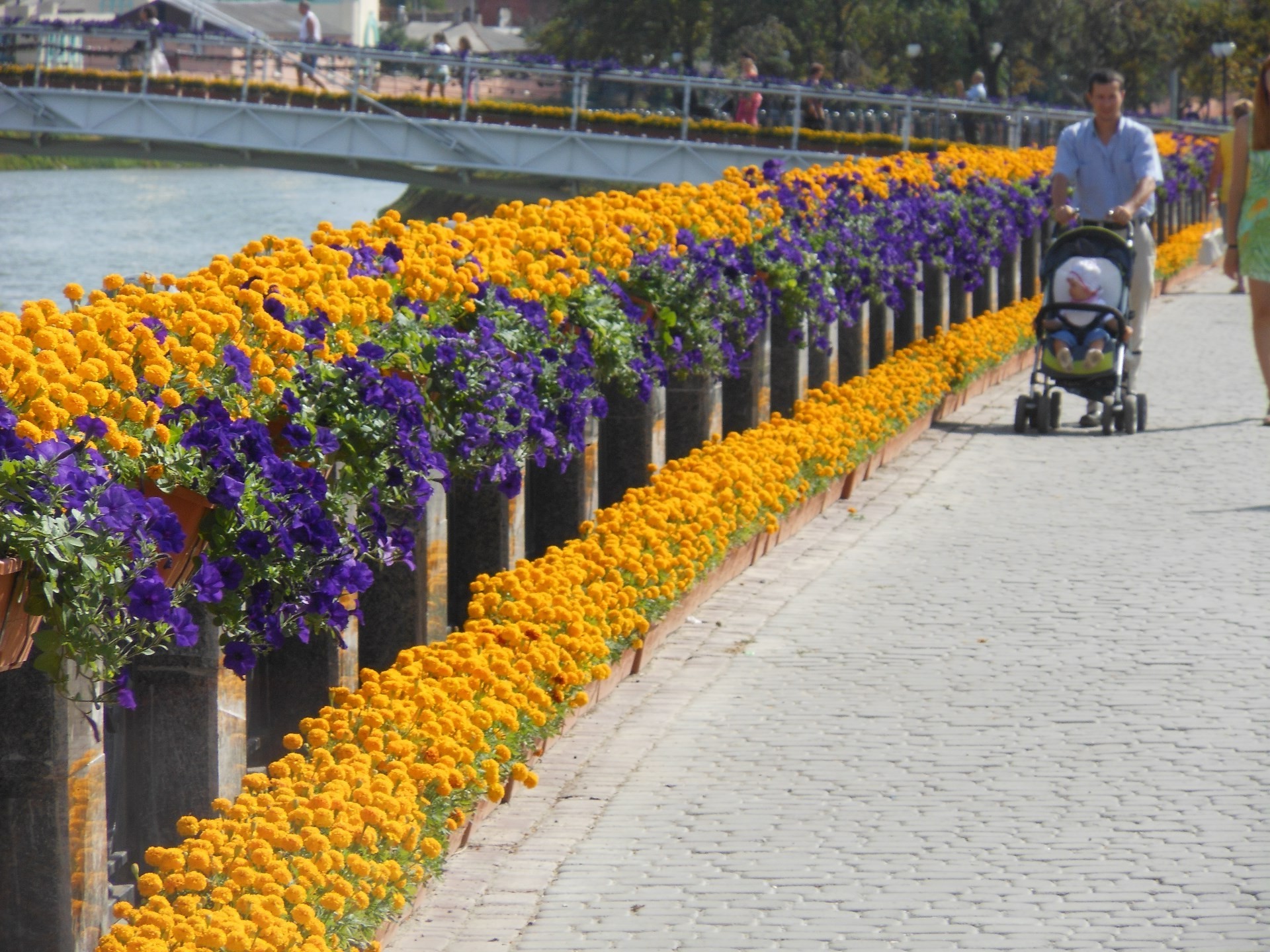 sea and ocean flower garden outdoors flora many tulip daylight landscape city summer