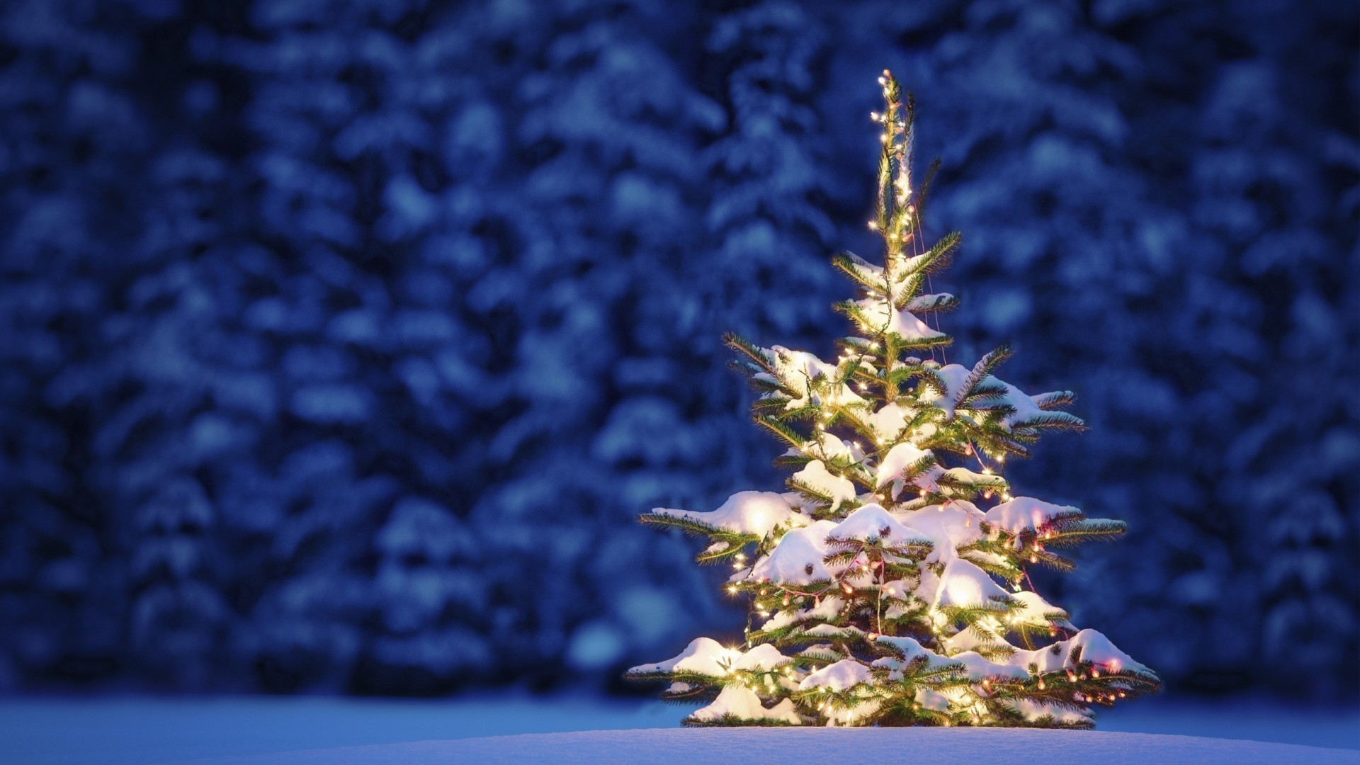 neujahr winter im freien baum desktop natur jahreszeit weihnachten licht