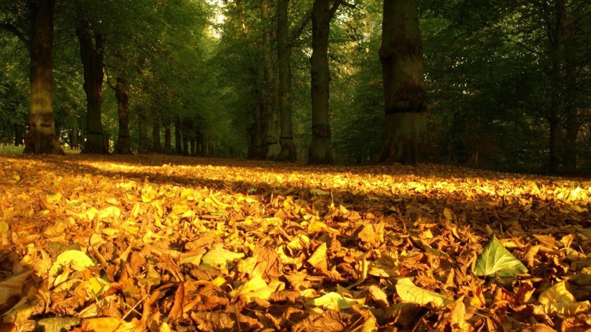 forêt automne feuille arbre bois parc nature en plein air érable environnement saison lumière du jour paysage or beau temps luxuriante scénique lumière flore