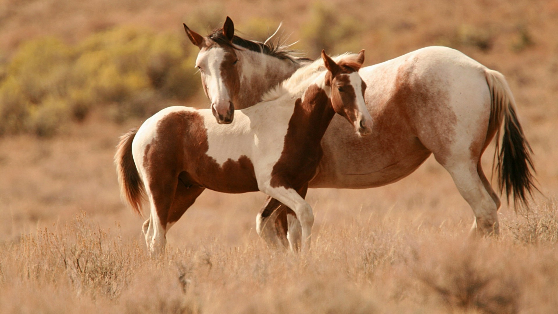 caballos caballería mamífero mare animal cría de caballos caballo granja hierba semental mane pasto heno potro campo pastizales ecuestre castaño vida silvestre animales vivos pony