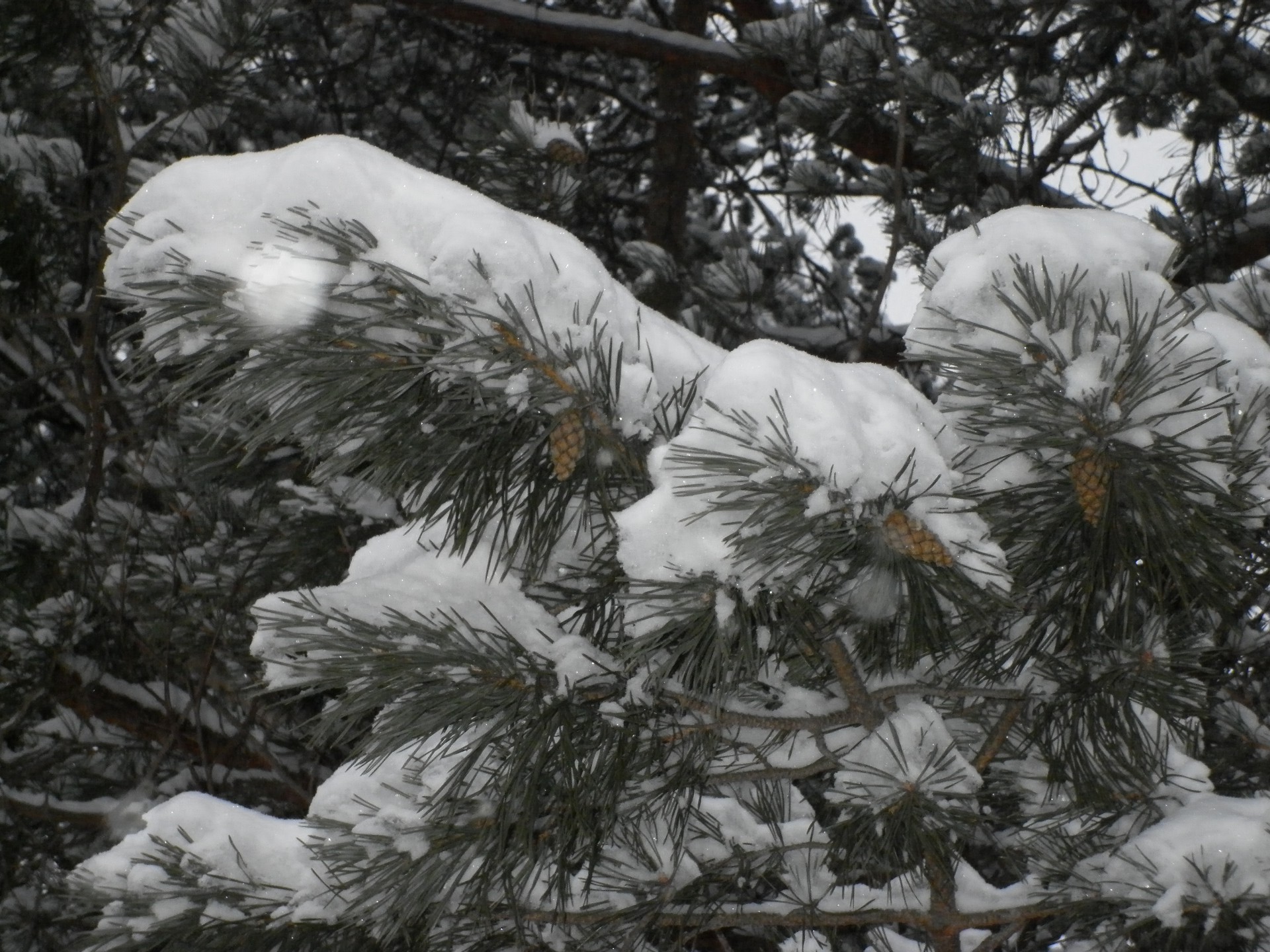 hiver neige arbre gel noël froid pin evergreen conifères saison météo sapin congelé glace tempête de neige à l extérieur branche conifères épinette