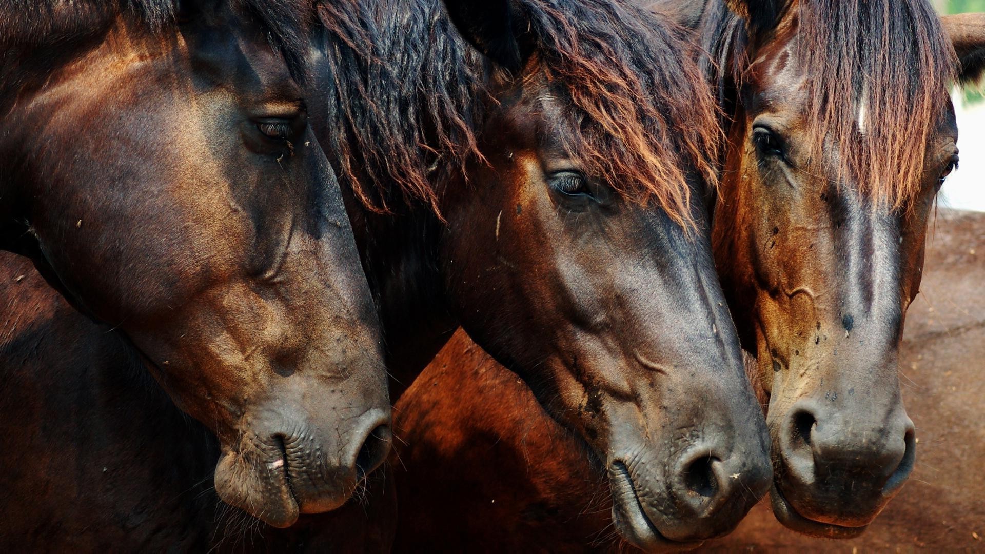 caballos mamífero caballería mare uno retrato granja dos animales vivos mane caballo capítulo