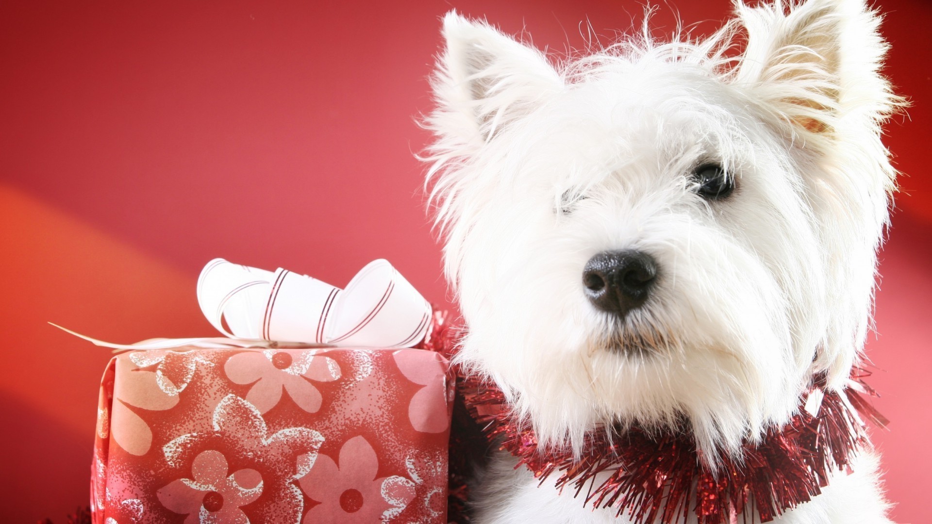 hunde weihnachten niedlich tier geschenk hund wenig haustier