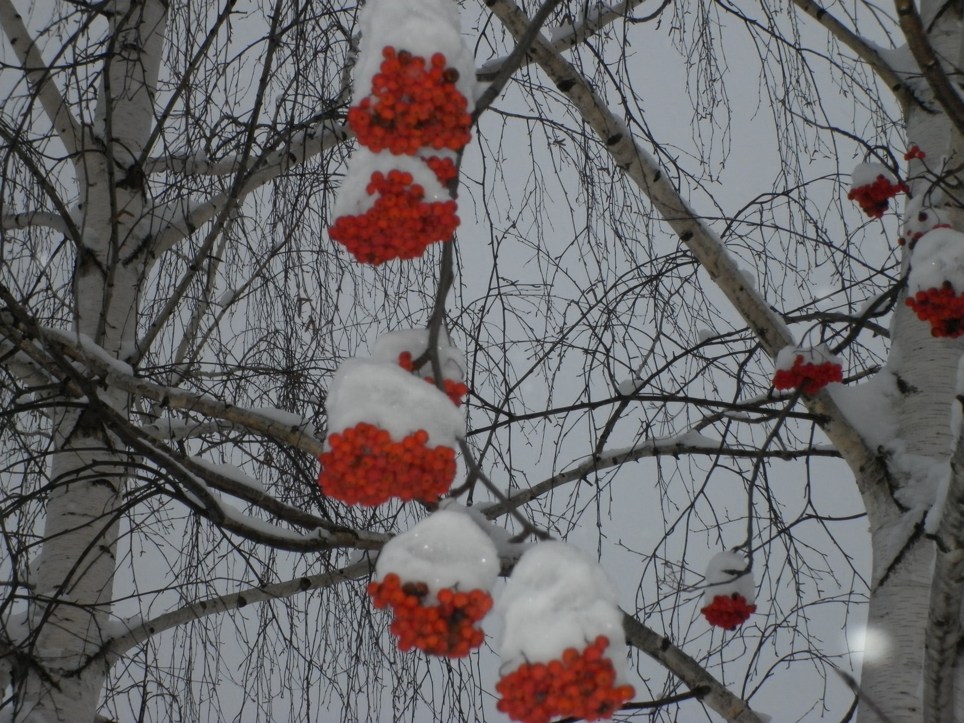 winter tree branch snow season frost rowanberry rowan cold fall weather wood nature leaf frozen ice ash bright color