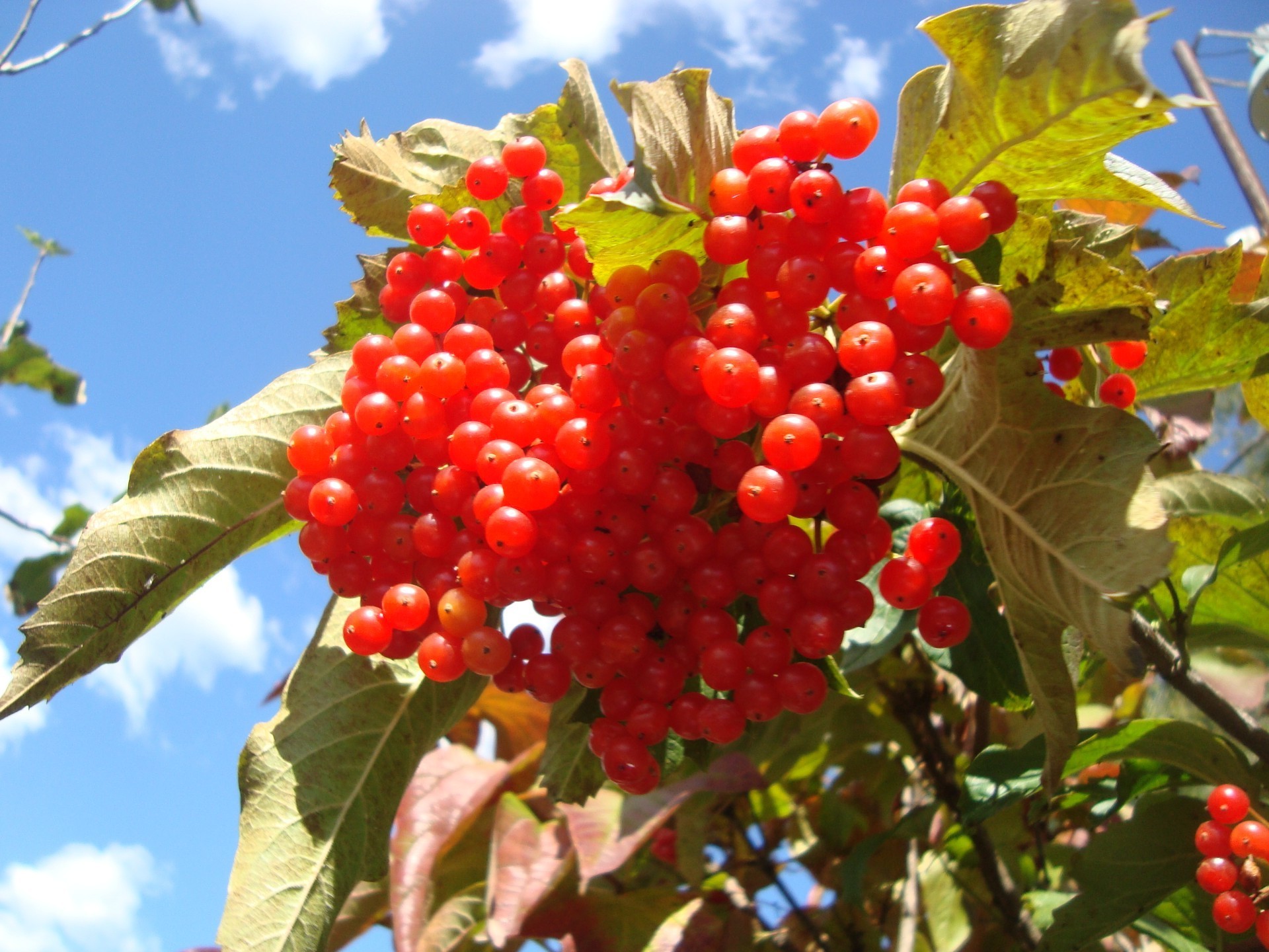 bacche frutta foglia natura bacca pascolo cibo ramo albero autunno sano stagione mucchio estate all aperto succulento arbusto raccolto flora giardino