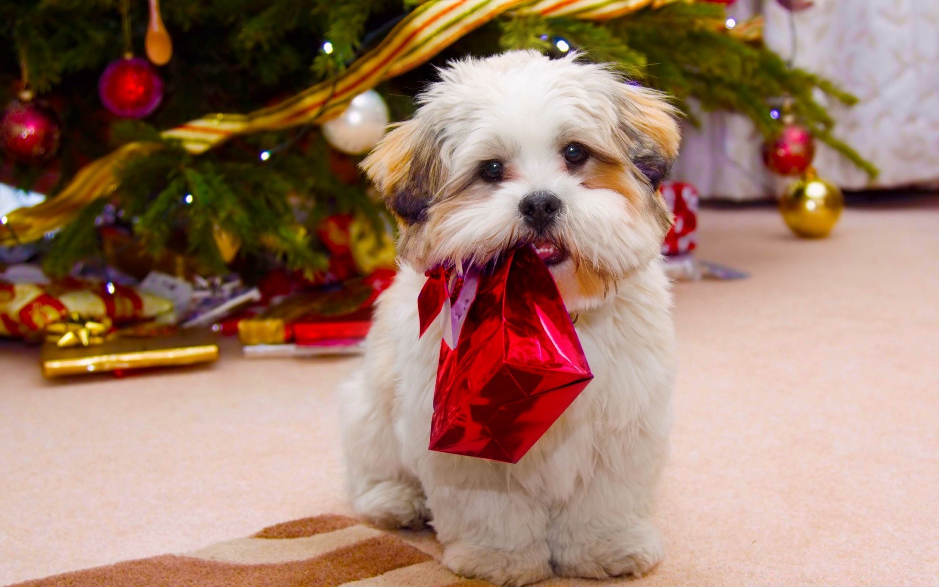 christmas little cute fur pet dog celebration mammal winter portrait