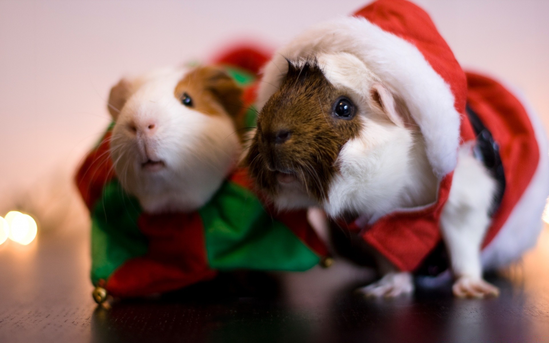 weihnachten niedlich winter säugetier wenig porträt urlaub ein lustig essen hund