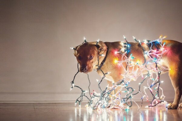 Décoration de chien avec une guirlande de Noël