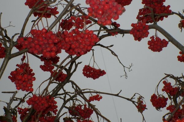 Mountain ash branches bunches of berries