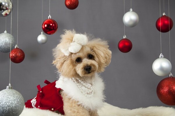 Netter Hund mit Weihnachtskugeln