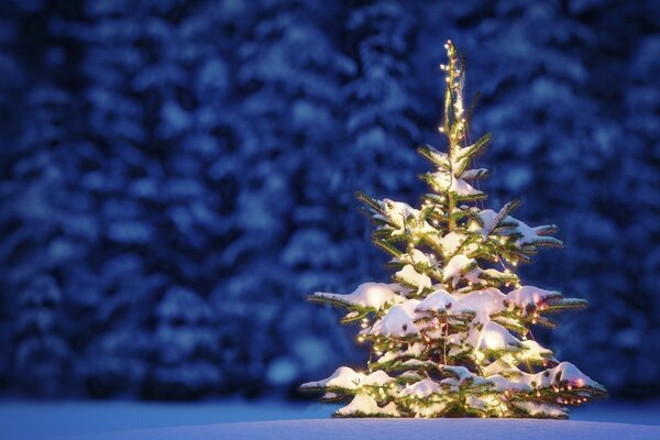 Uma pequena árvore de Natal no meio de uma floresta coberta de neve