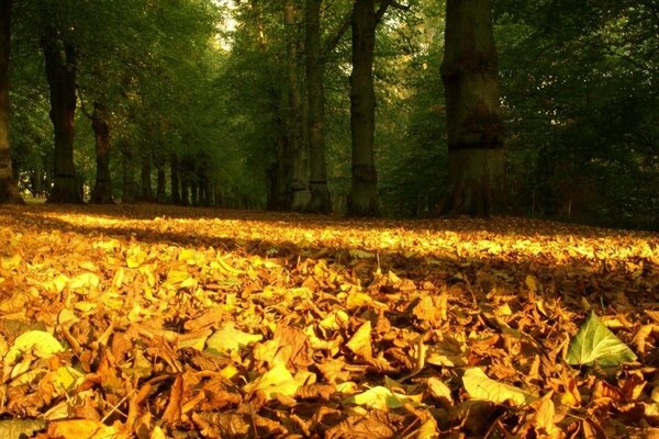 Yellow foliage on a forest background