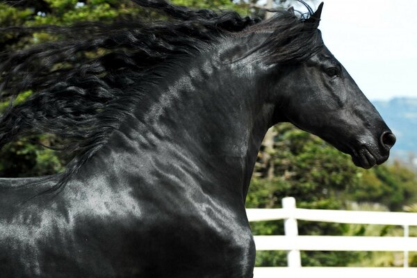 Cavallo con criniera svolazzante nel vento