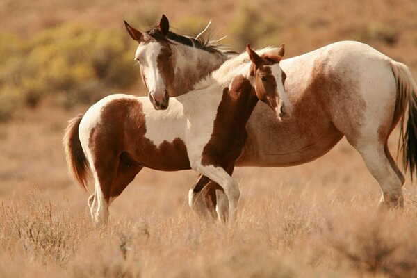 Gorgeous horses in the field, mom and baby