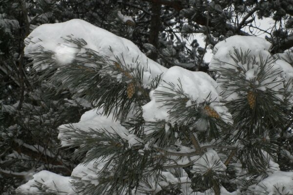 Ramo de pinheiro com cones coberto de neve