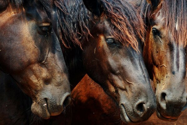 Trois chevaux à la recherche