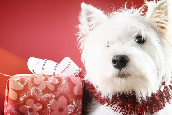 Cute white dog with a gift