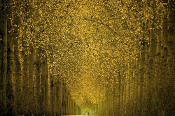 Goldener Herbst im abendlichen Wald