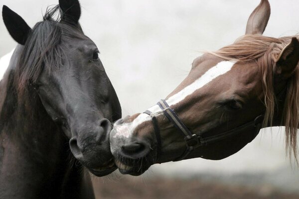 A pair of horses found each other