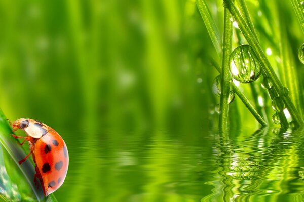 Coccinelle sur une feuille verte avec de la rosée