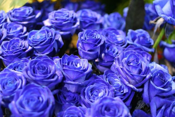 Hermoso ramo de rosas azules